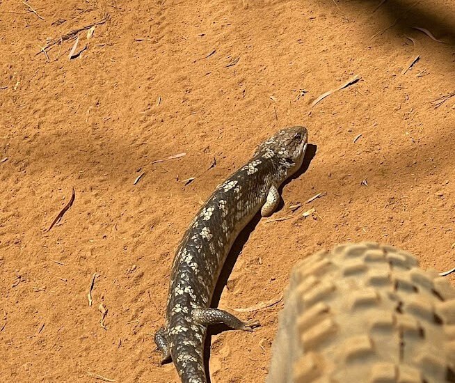 Blue Tounge Lizard on Mt George Trails